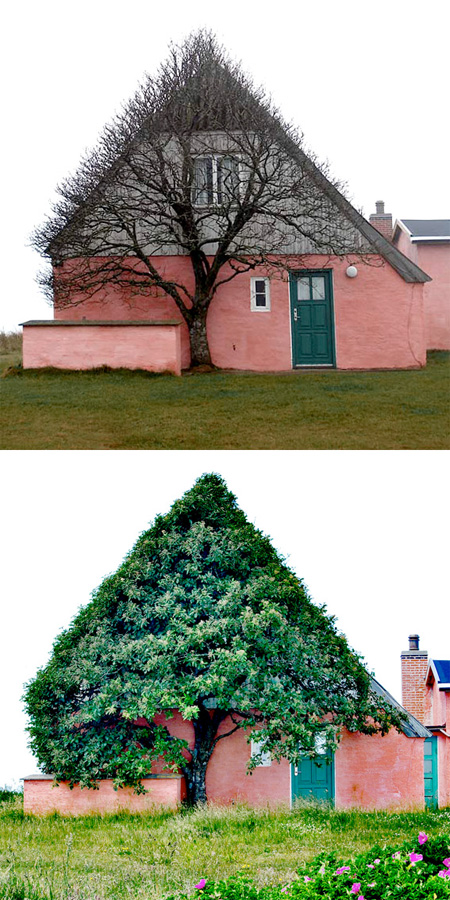 A casa da árvore